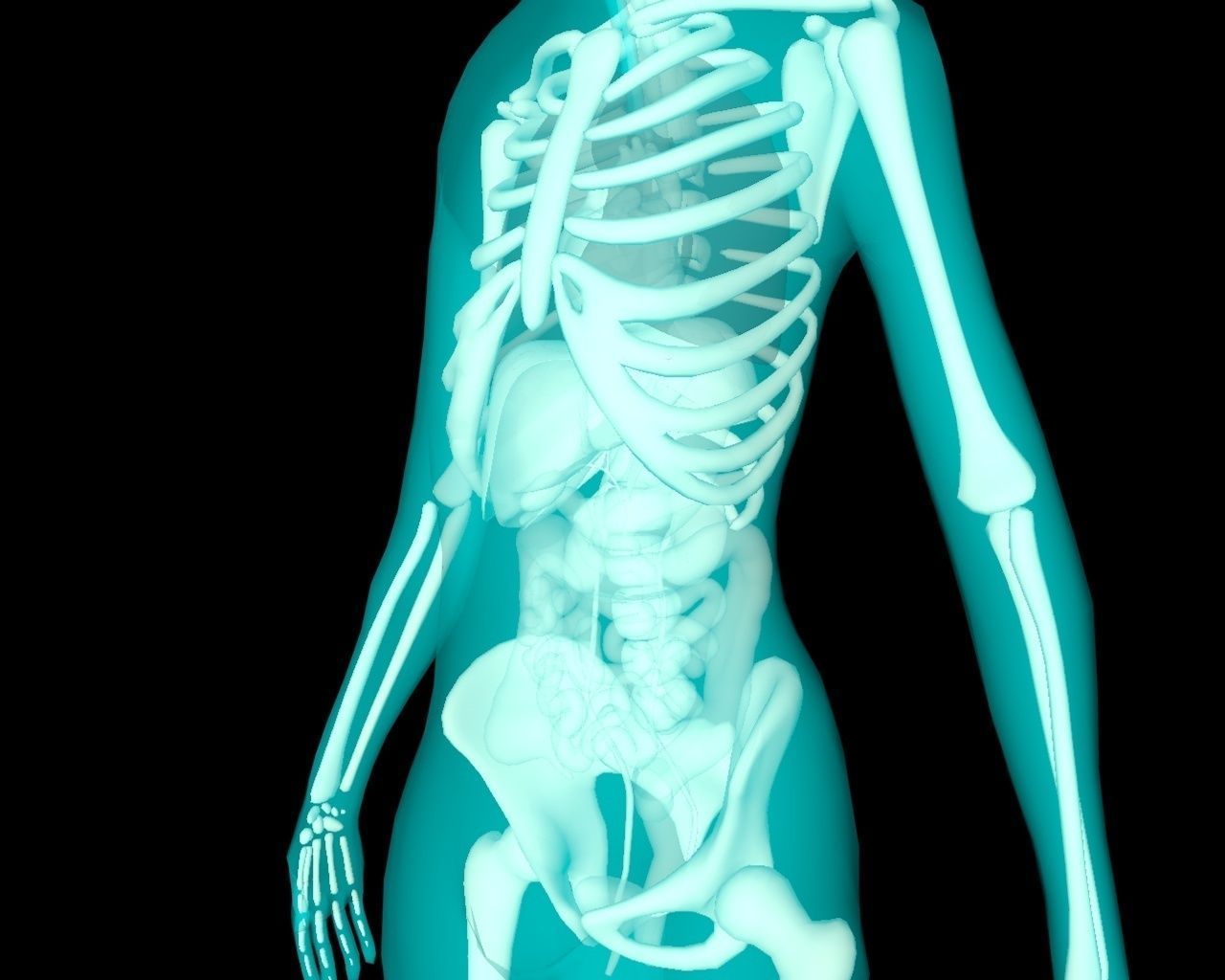 Xray Thorax and abdomen with internal organs 3D model_17