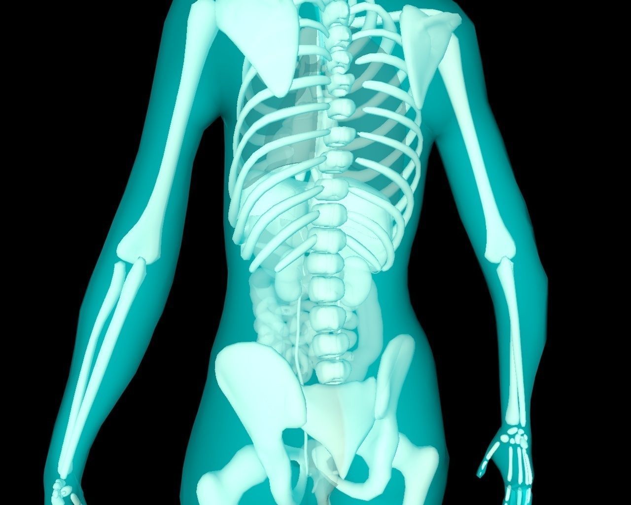 Xray Thorax and abdomen with internal organs 3D model_5