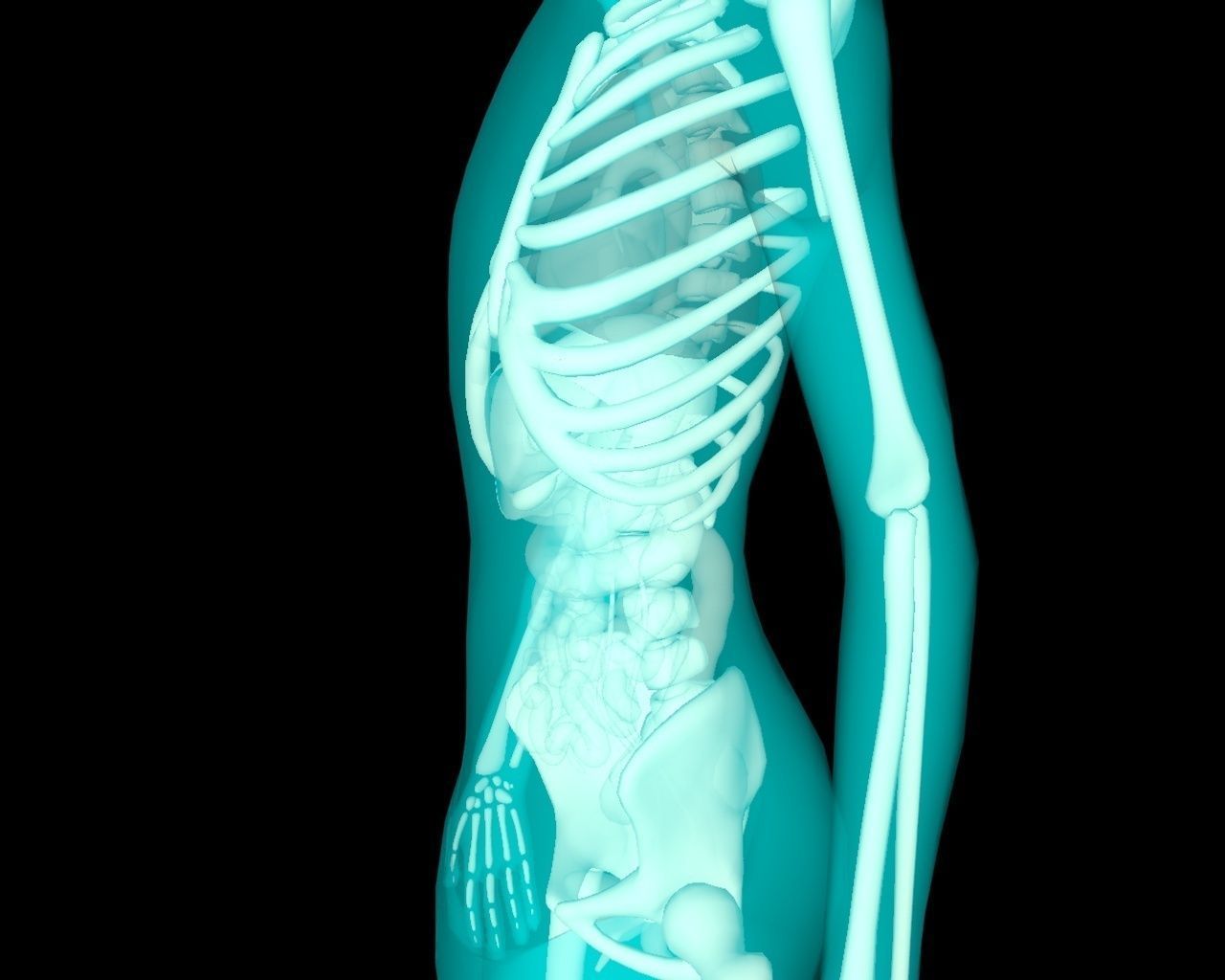 Xray Thorax and abdomen with internal organs 3D model_15