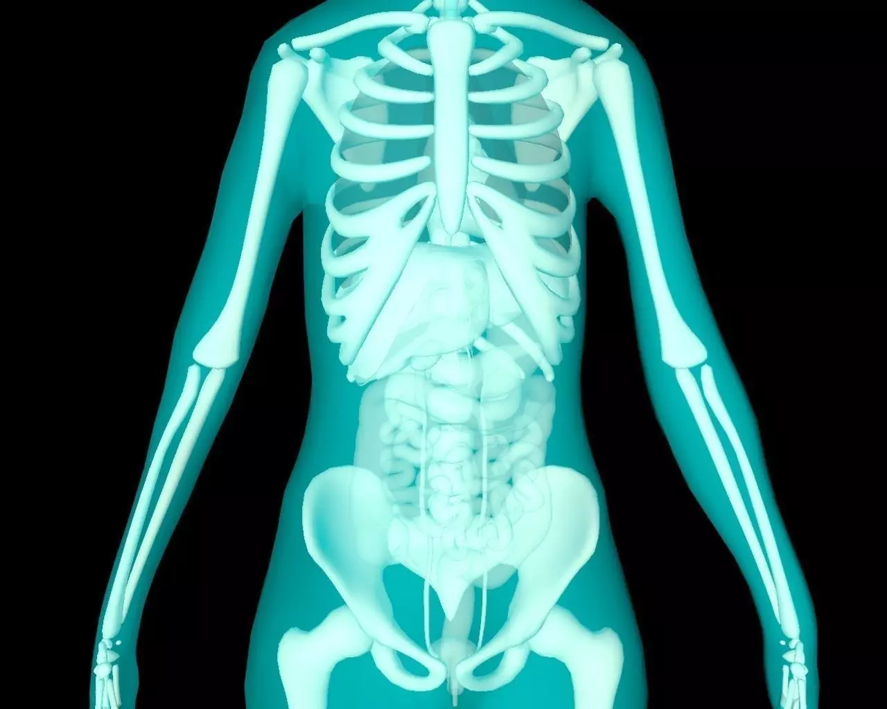 Xray Thorax and abdomen with internal organs 3D model_0