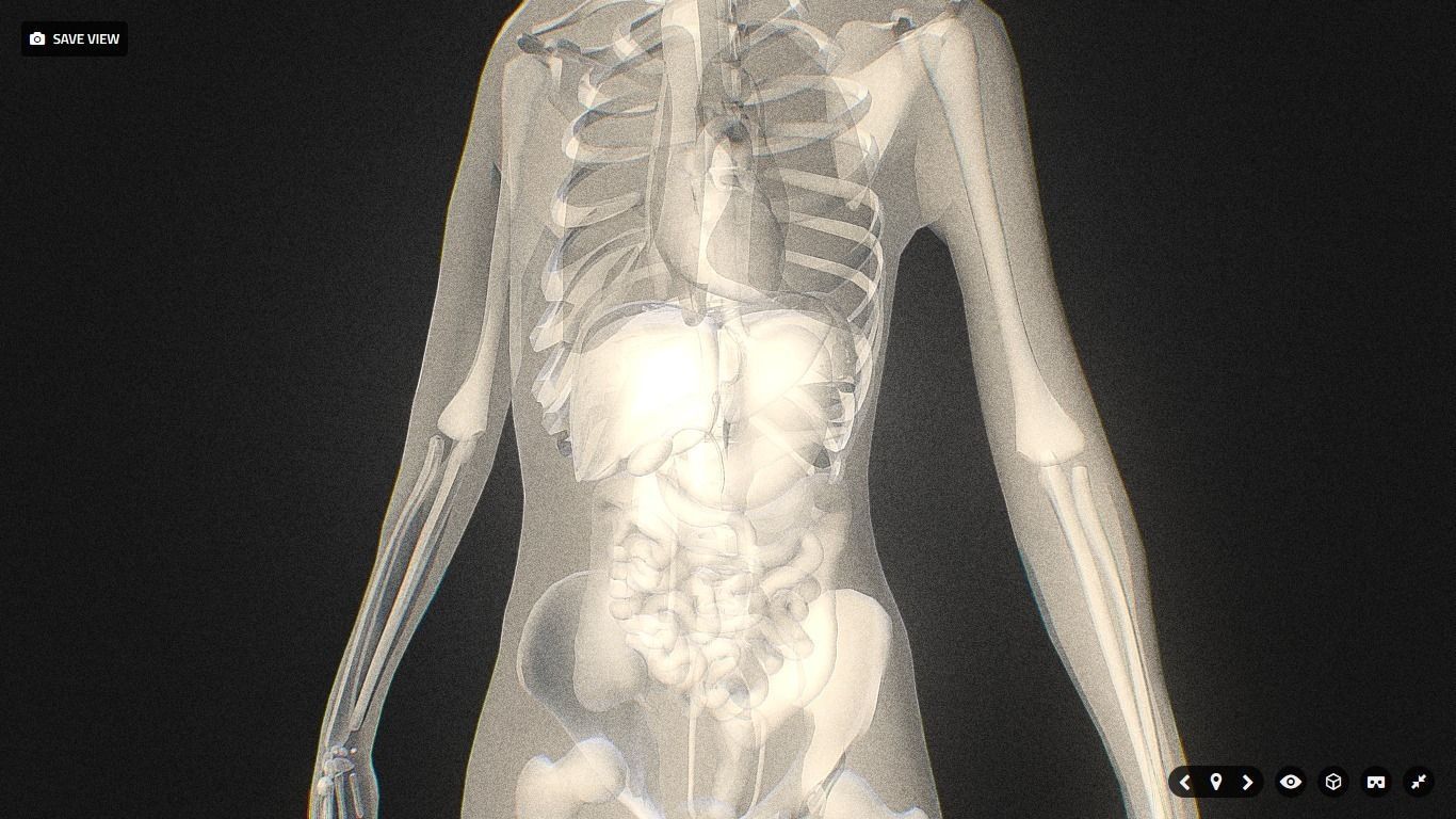 Xray Thorax and abdomen with internal organs 3D model_1