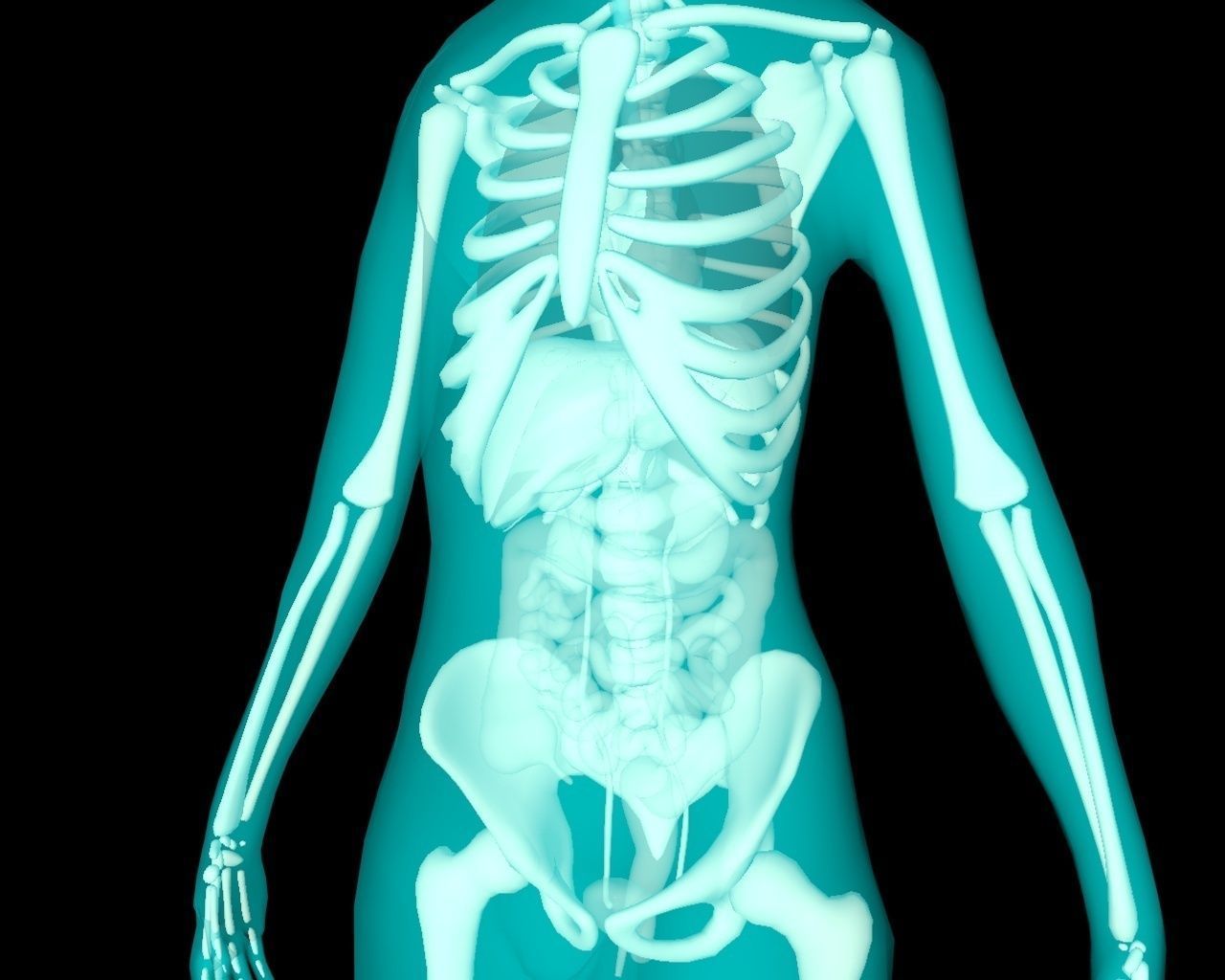 Xray Thorax and abdomen with internal organs 3D model_19