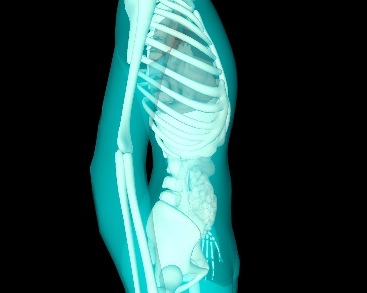 Xray Thorax and abdomen with internal organs 3D model_30