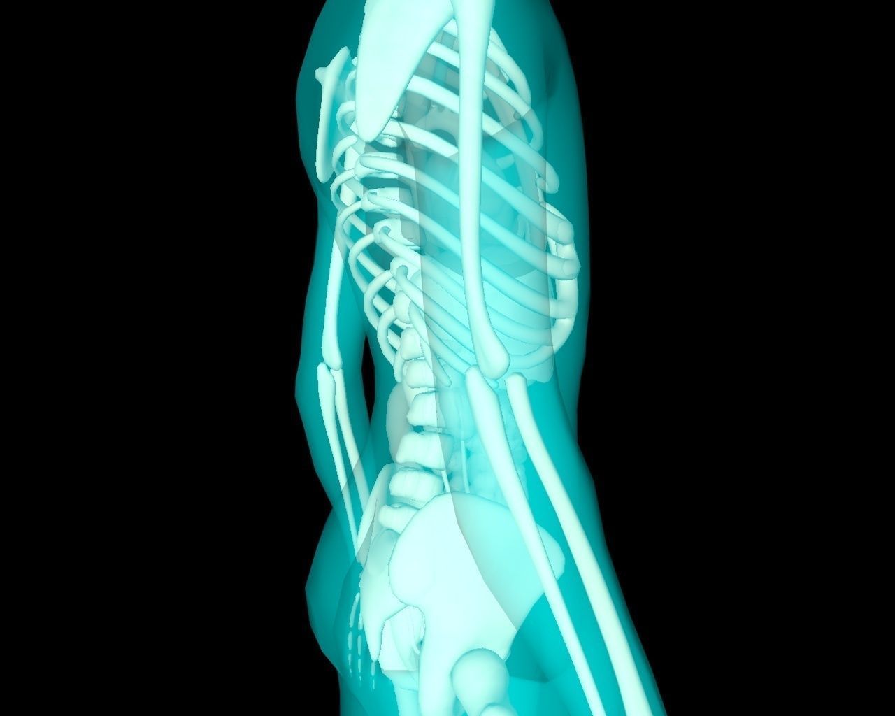 Xray Thorax and abdomen with internal organs 3D model_32