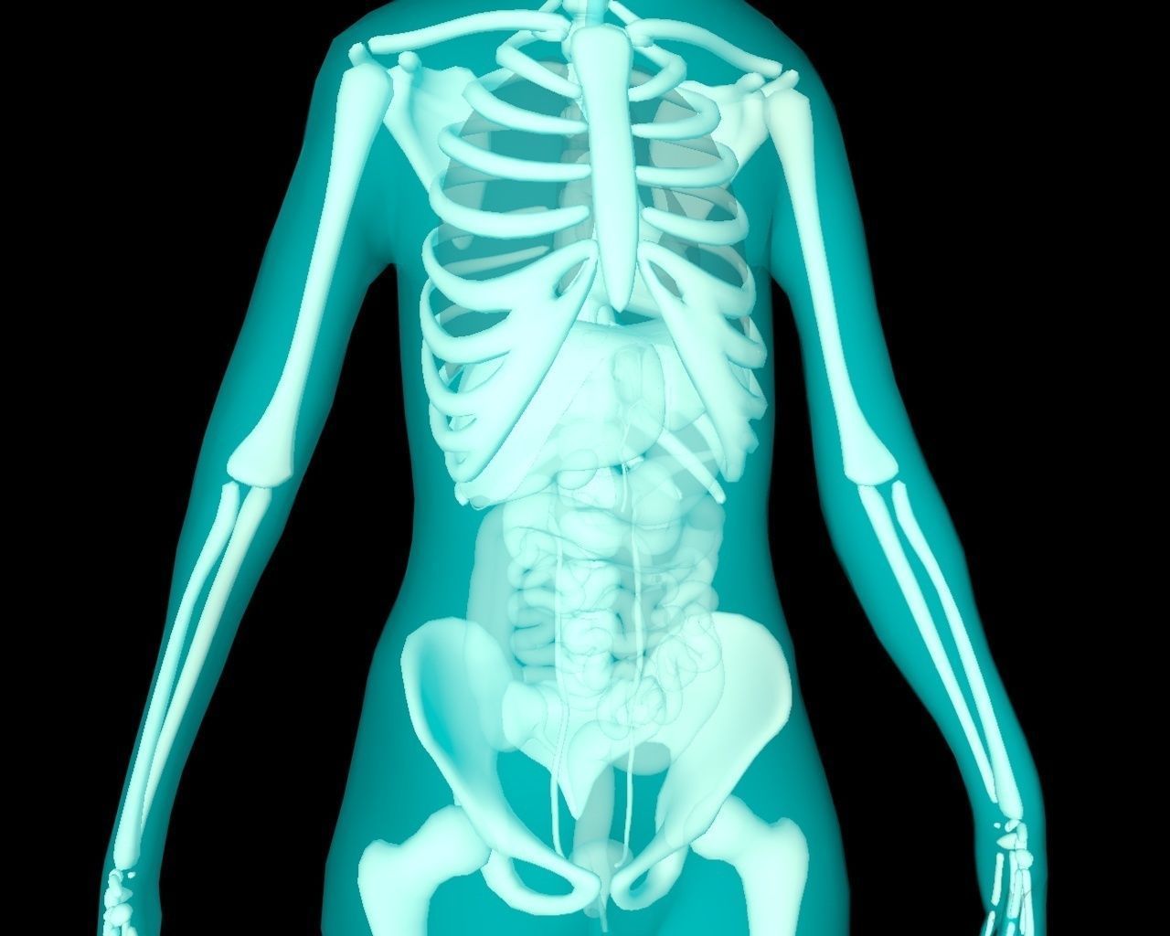 Xray Thorax and abdomen with internal organs 3D model_22