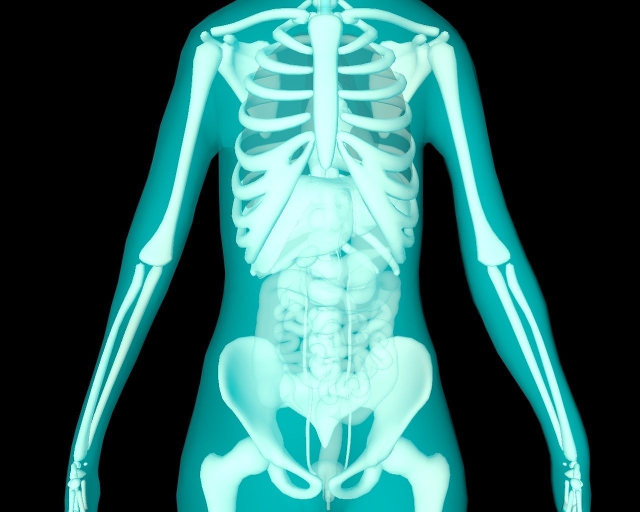 Xray Thorax and abdomen with internal organs 3D model_21