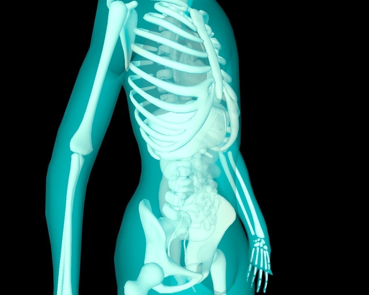 Xray Thorax and abdomen with internal organs 3D model_25