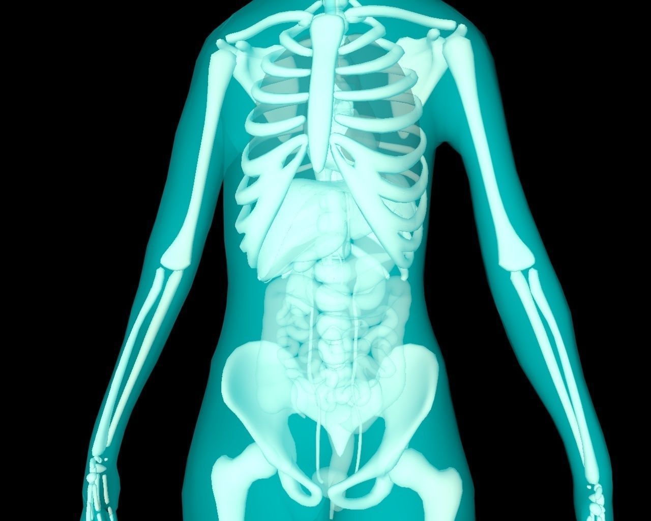 Xray Thorax and abdomen with internal organs 3D model_20