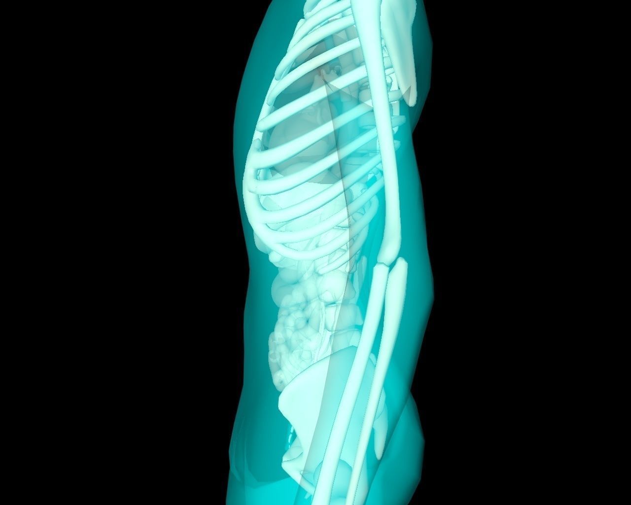 Xray Thorax and abdomen with internal organs 3D model_13