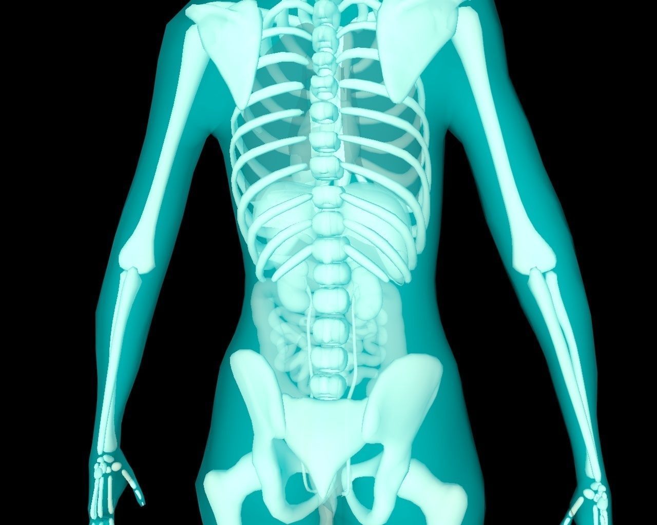 Xray Thorax and abdomen with internal organs 3D model_37