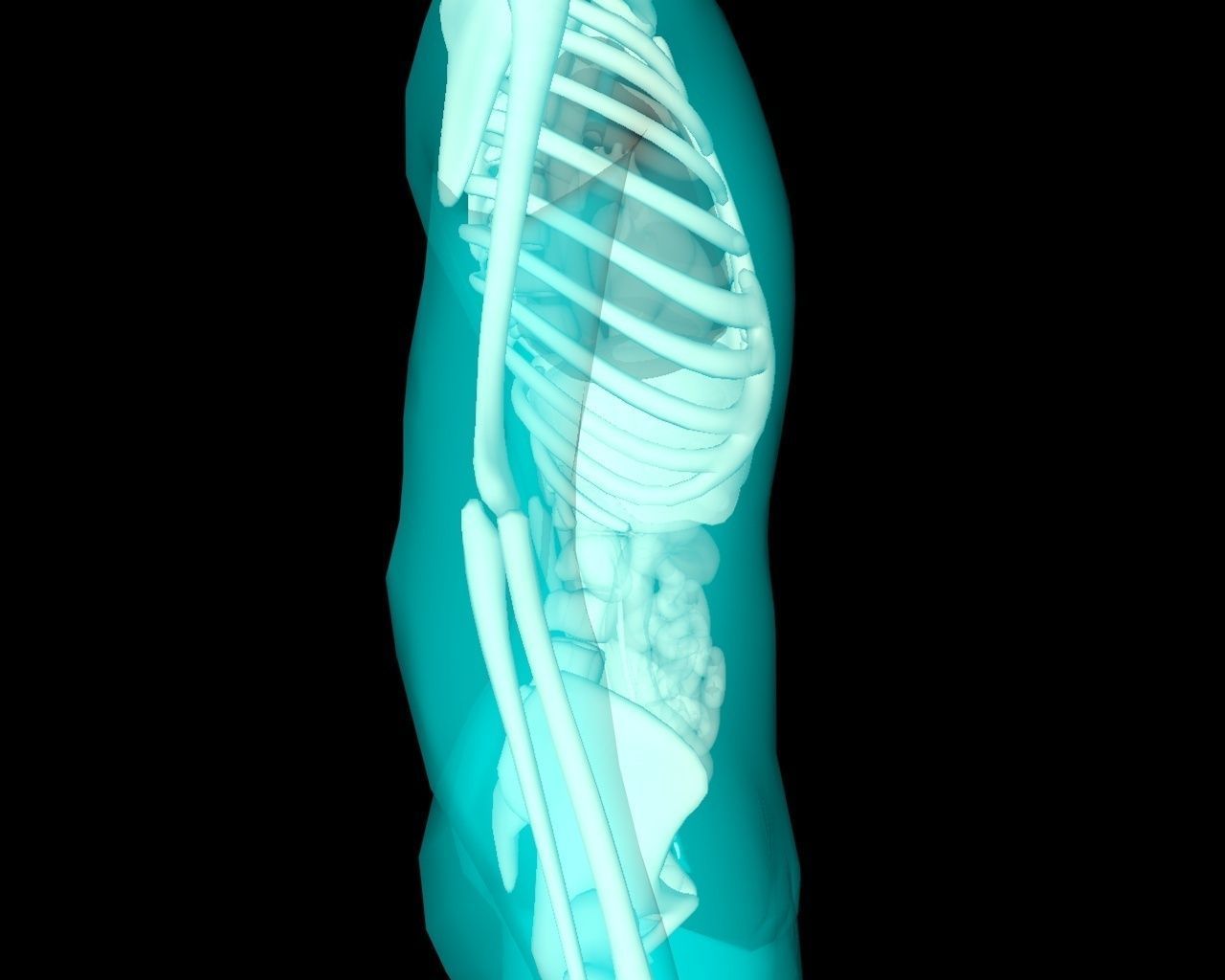 Xray Thorax and abdomen with internal organs 3D model_29