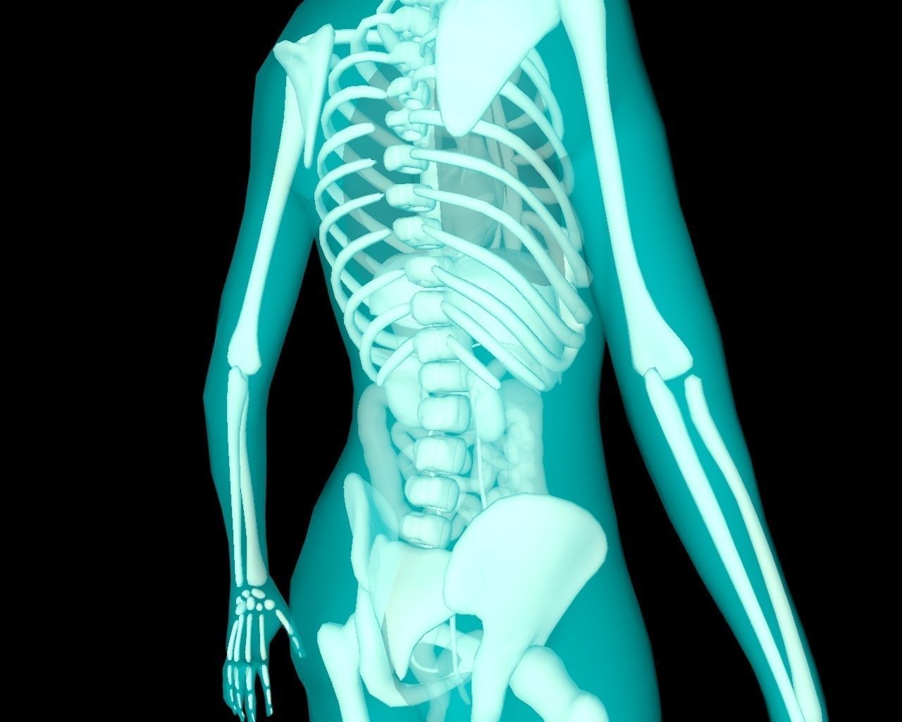 Xray Thorax and abdomen with internal organs 3D model_35
