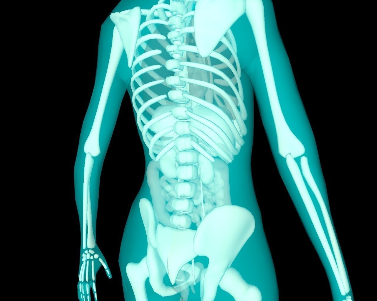 Xray Thorax and abdomen with internal organs 3D model_36