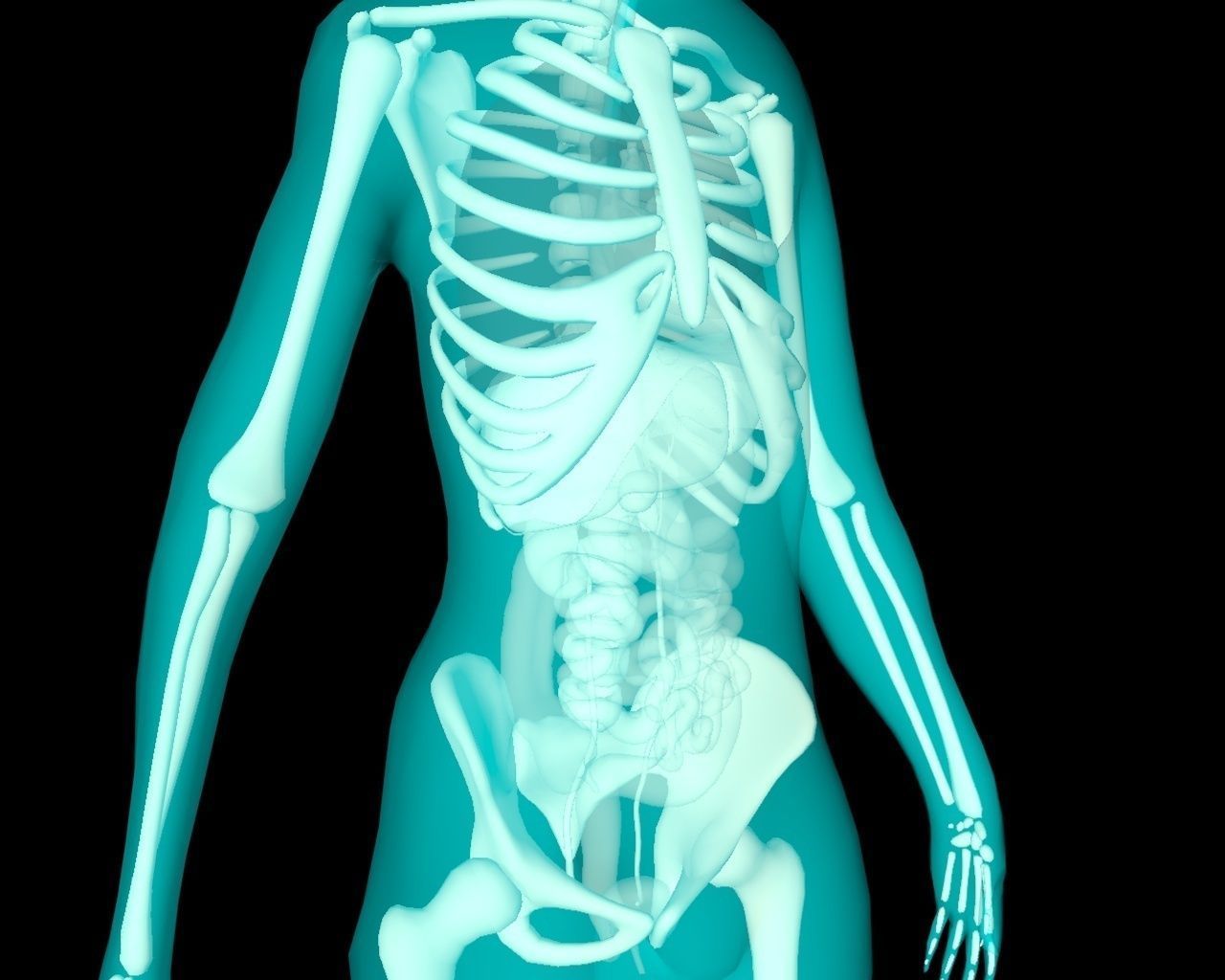 Xray Thorax and abdomen with internal organs 3D model_24