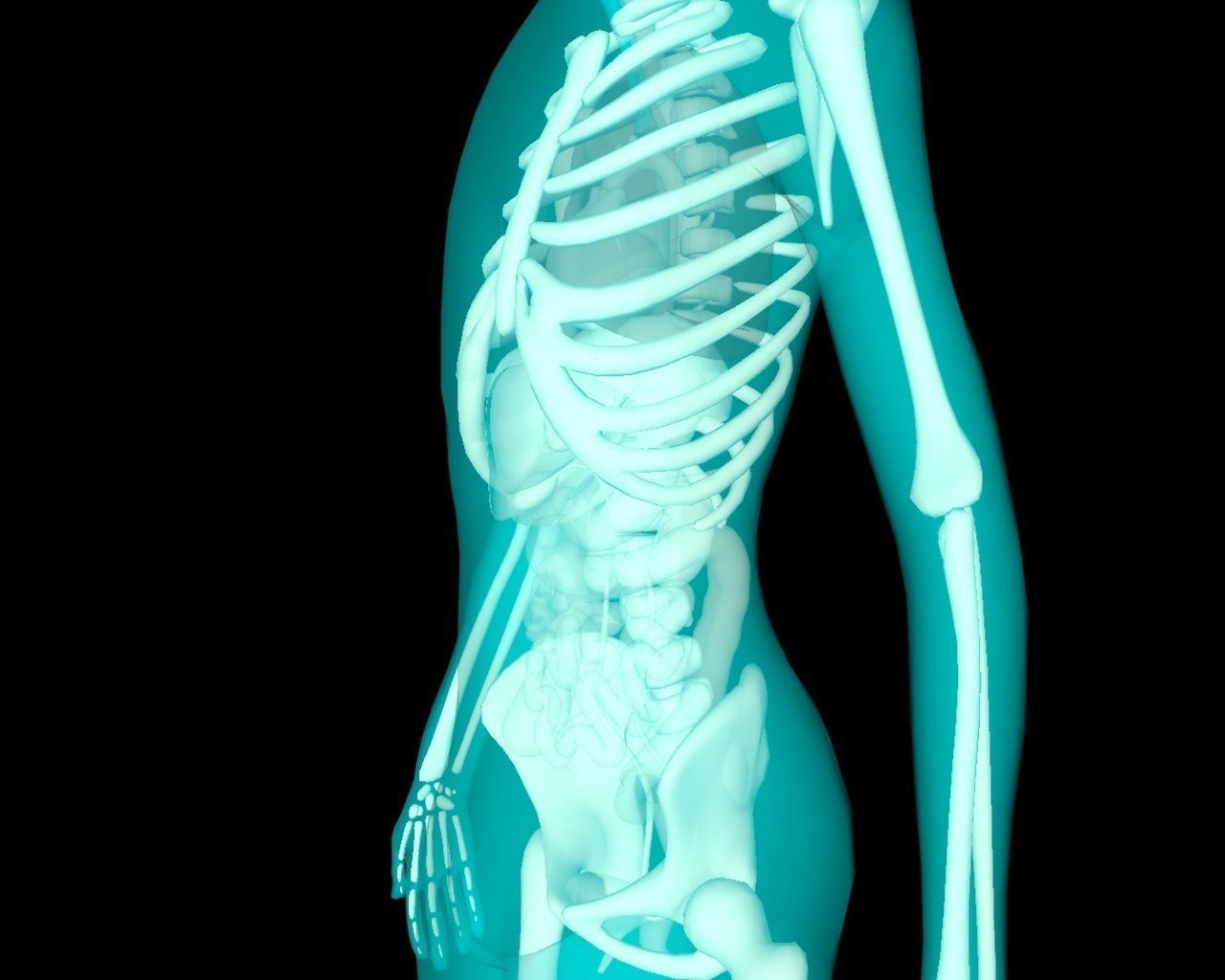 Xray Thorax and abdomen with internal organs 3D model_14