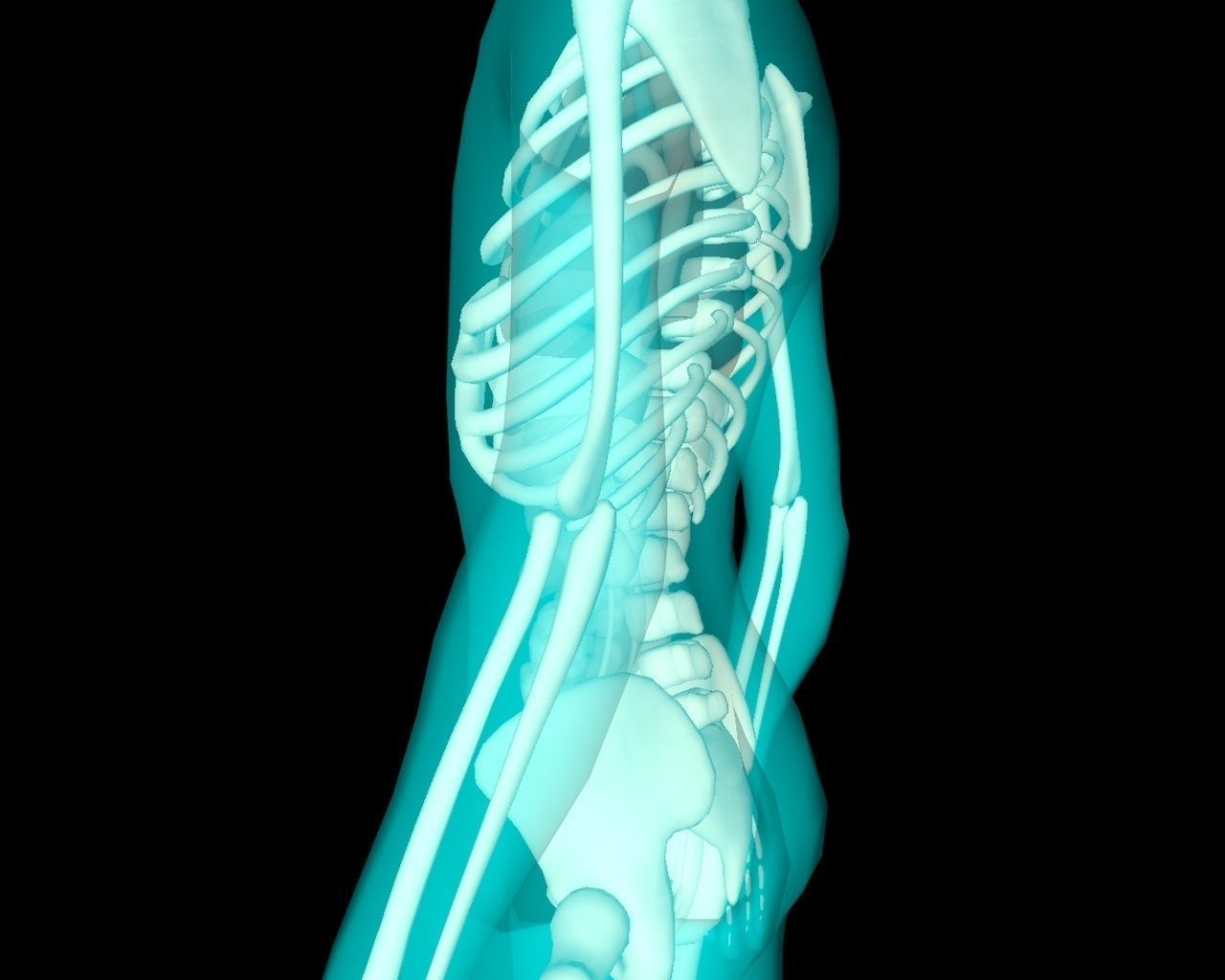 Xray Thorax and abdomen with internal organs 3D model_9