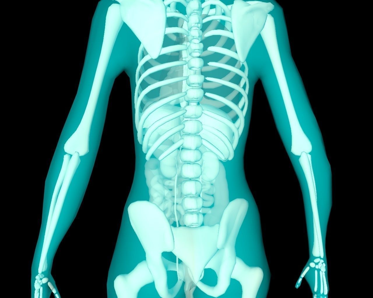 Xray Thorax and abdomen with internal organs 3D model_39