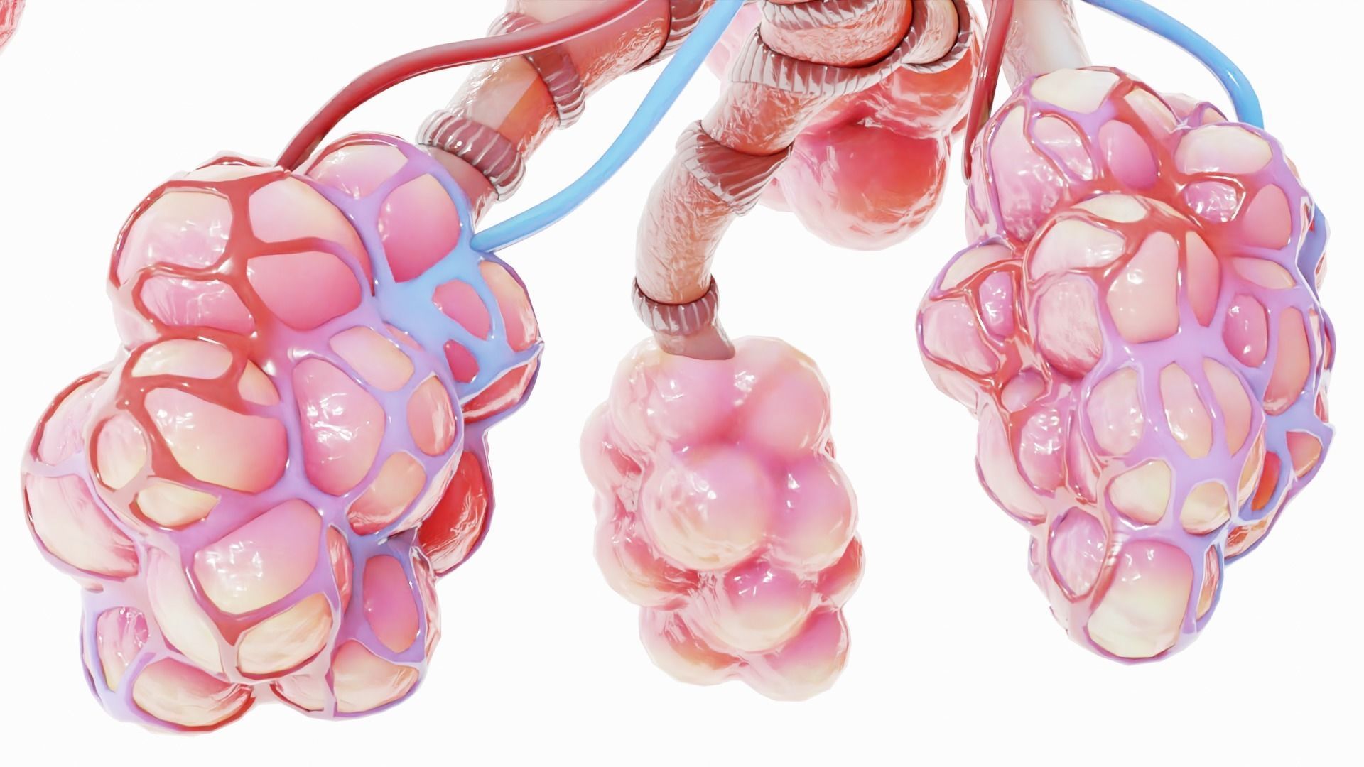 Realistic Human Bronchi Alveoli Anatomy 3D model_6