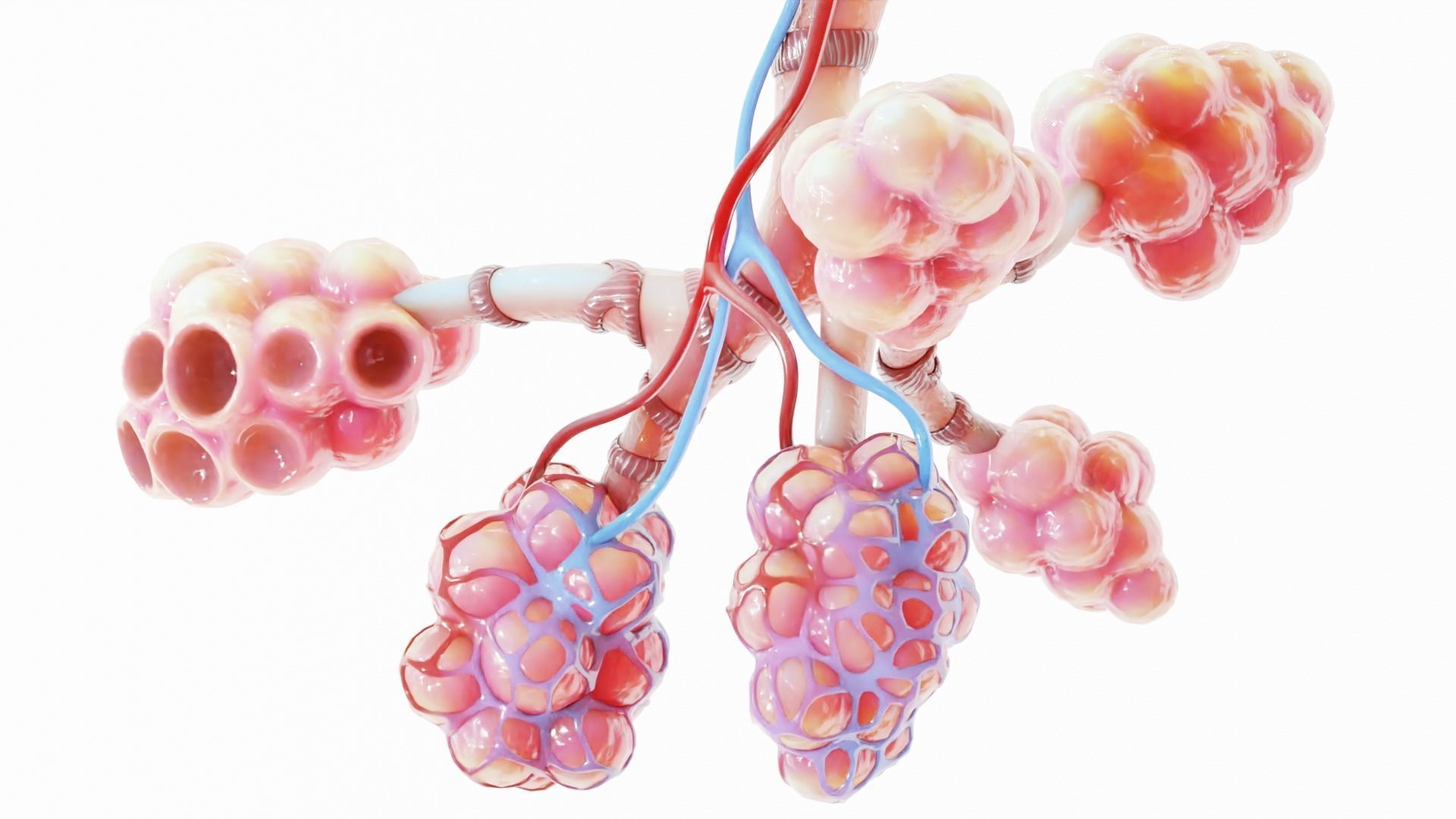 Realistic Human Bronchi Alveoli Anatomy 3D model_4