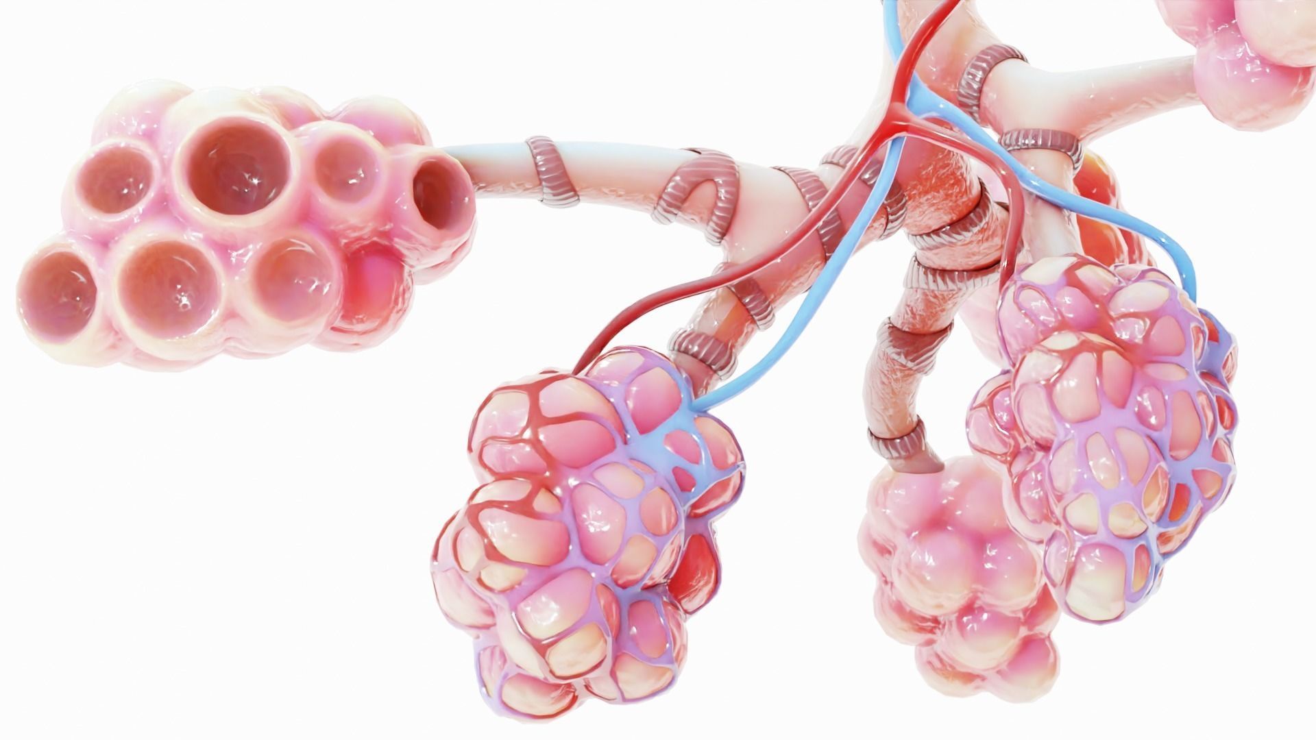 Realistic Human Bronchi Alveoli Anatomy 3D model_5