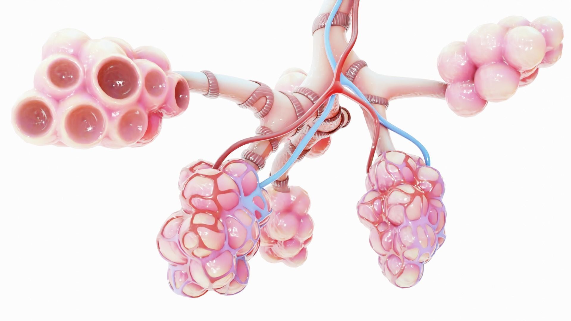 Realistic Human Bronchi Alveoli Anatomy 3D model_8