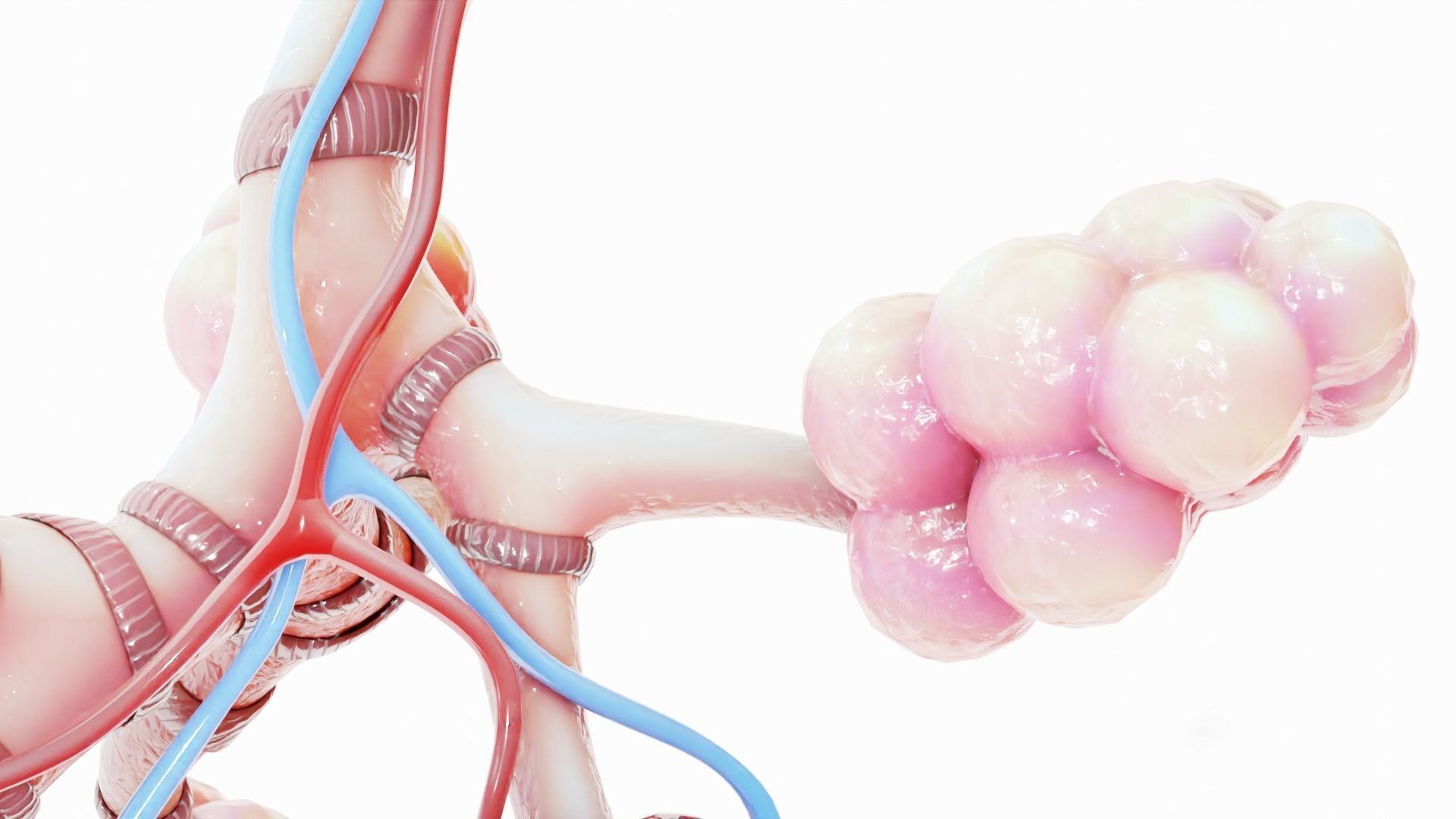 Realistic Human Bronchi Alveoli Anatomy 3D model_2