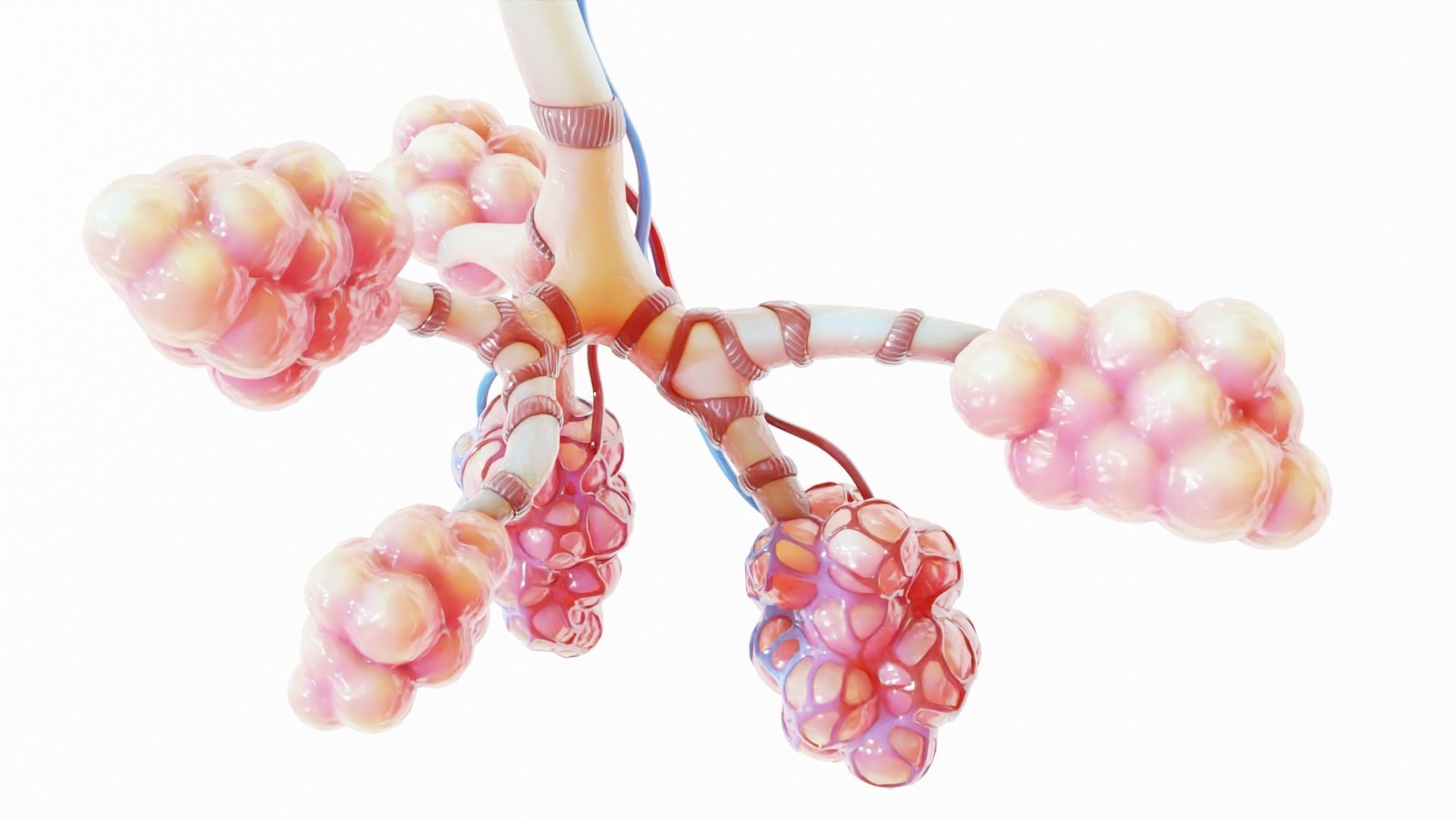 Realistic Human Bronchi Alveoli Anatomy 3D model_3