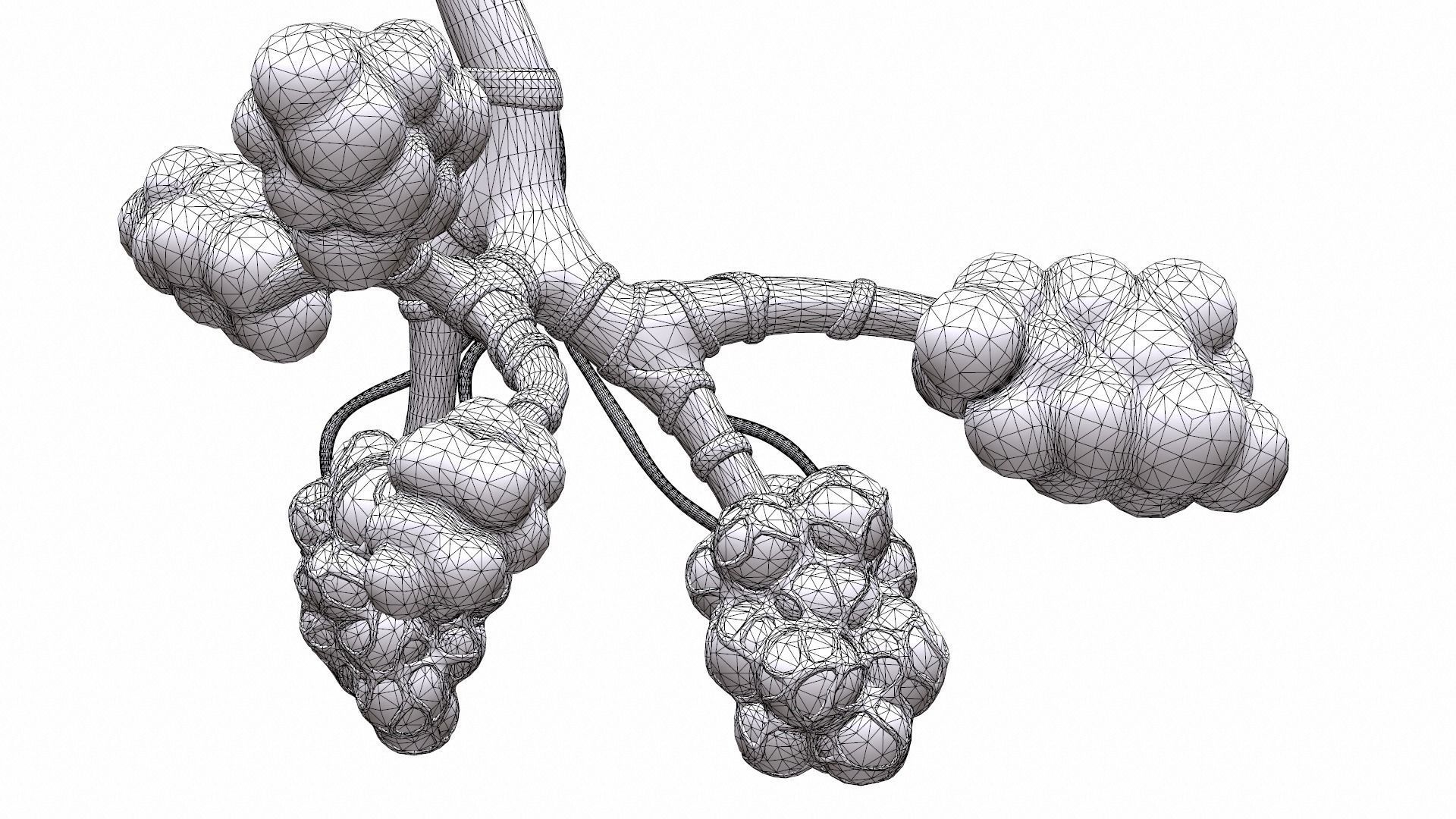 Realistic Human Bronchi Alveoli Anatomy 3D model_12
