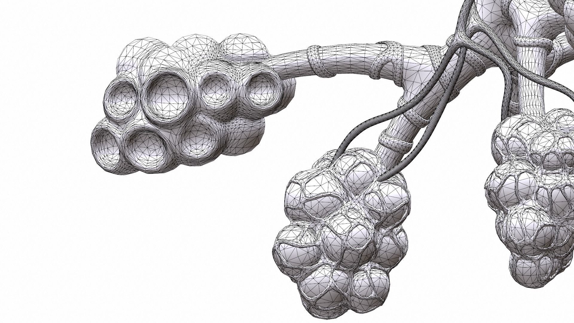 Realistic Human Bronchi Alveoli Anatomy 3D model_13