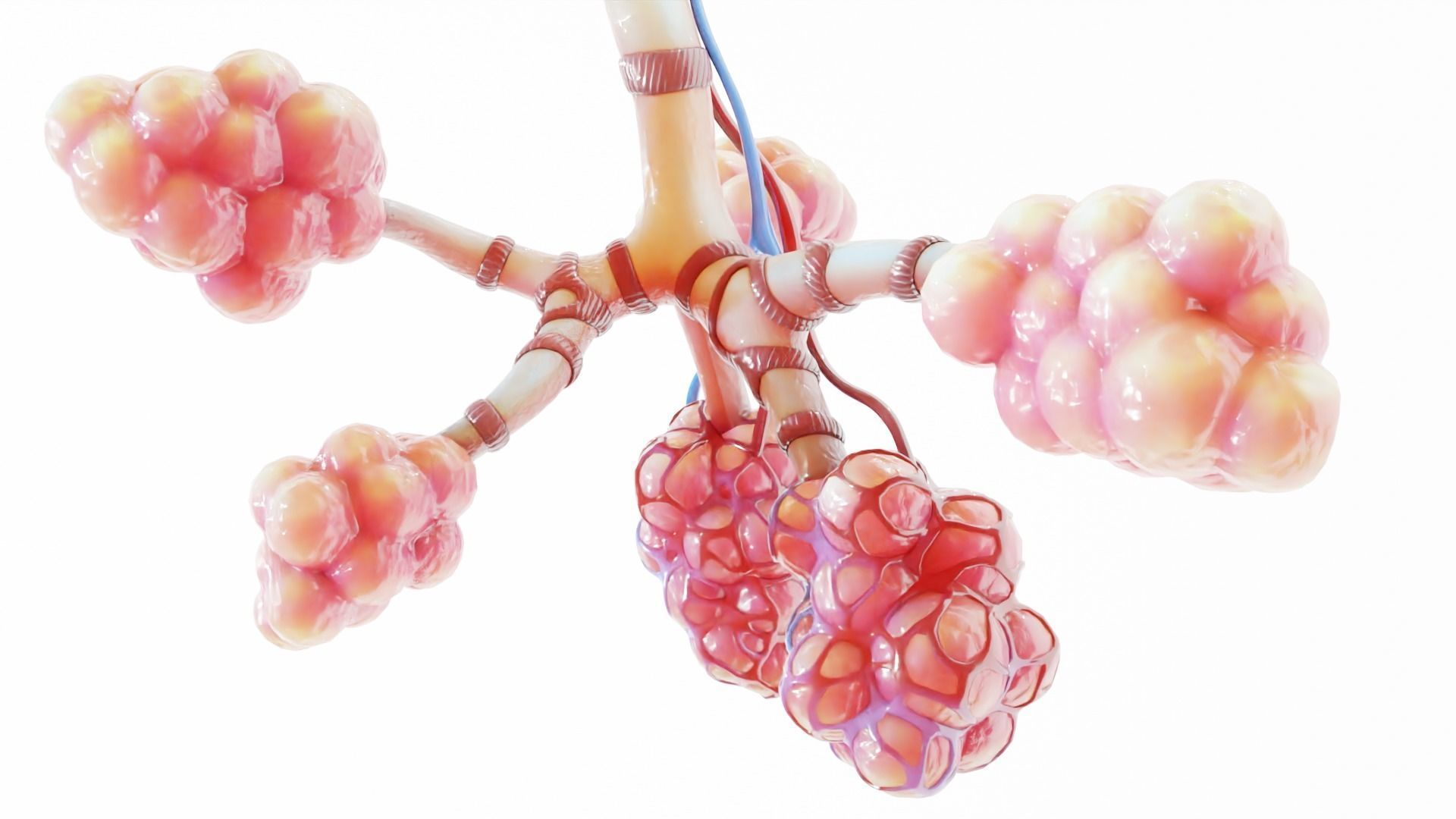 Realistic Human Bronchi Alveoli Anatomy 3D model_10