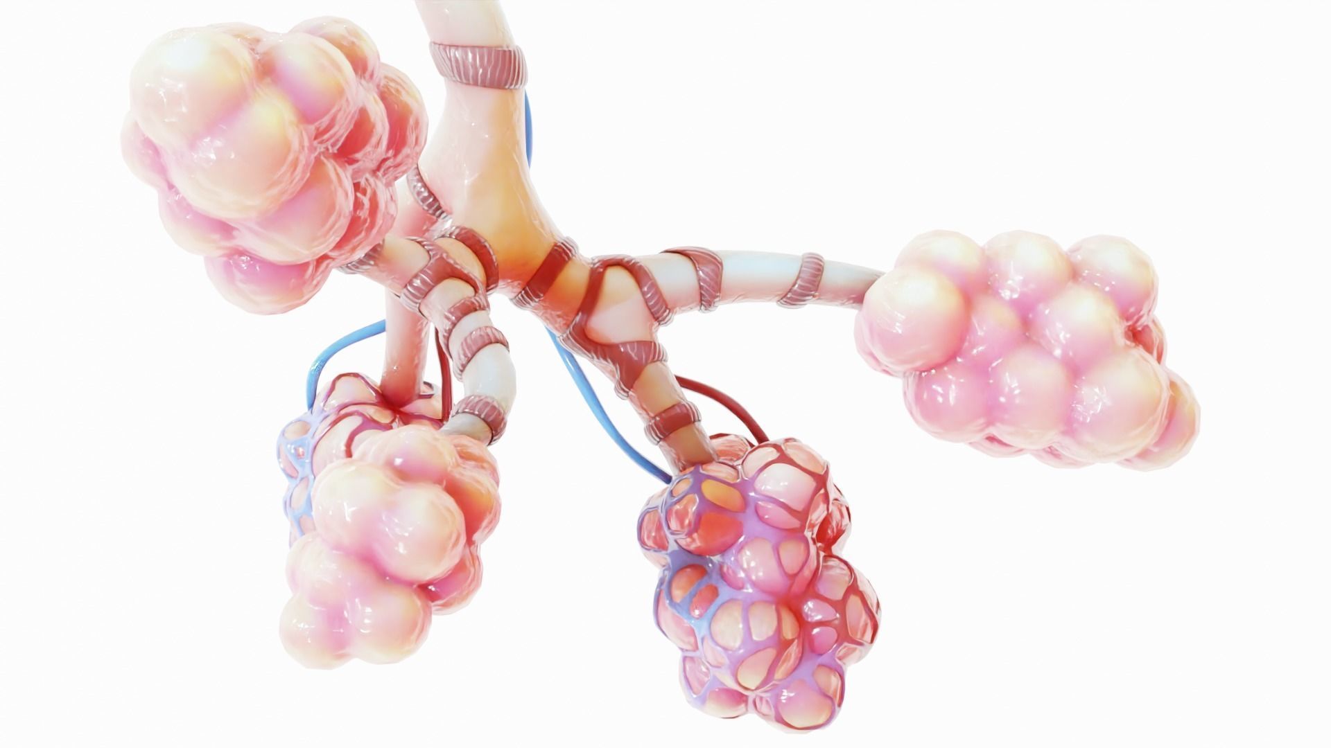 Realistic Human Bronchi Alveoli Anatomy 3D model_9
