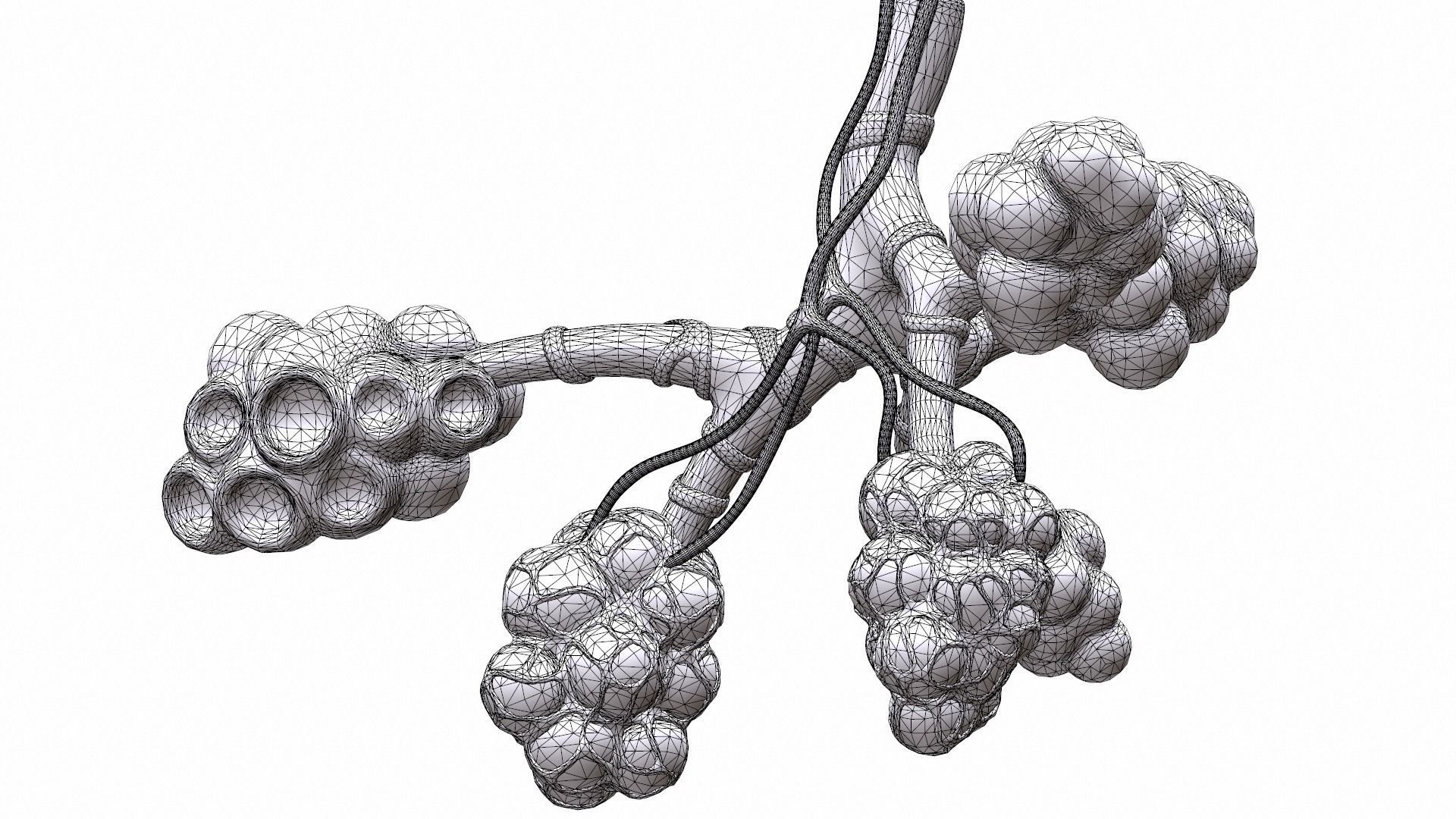 Realistic Human Bronchi Alveoli Anatomy 3D model_11
