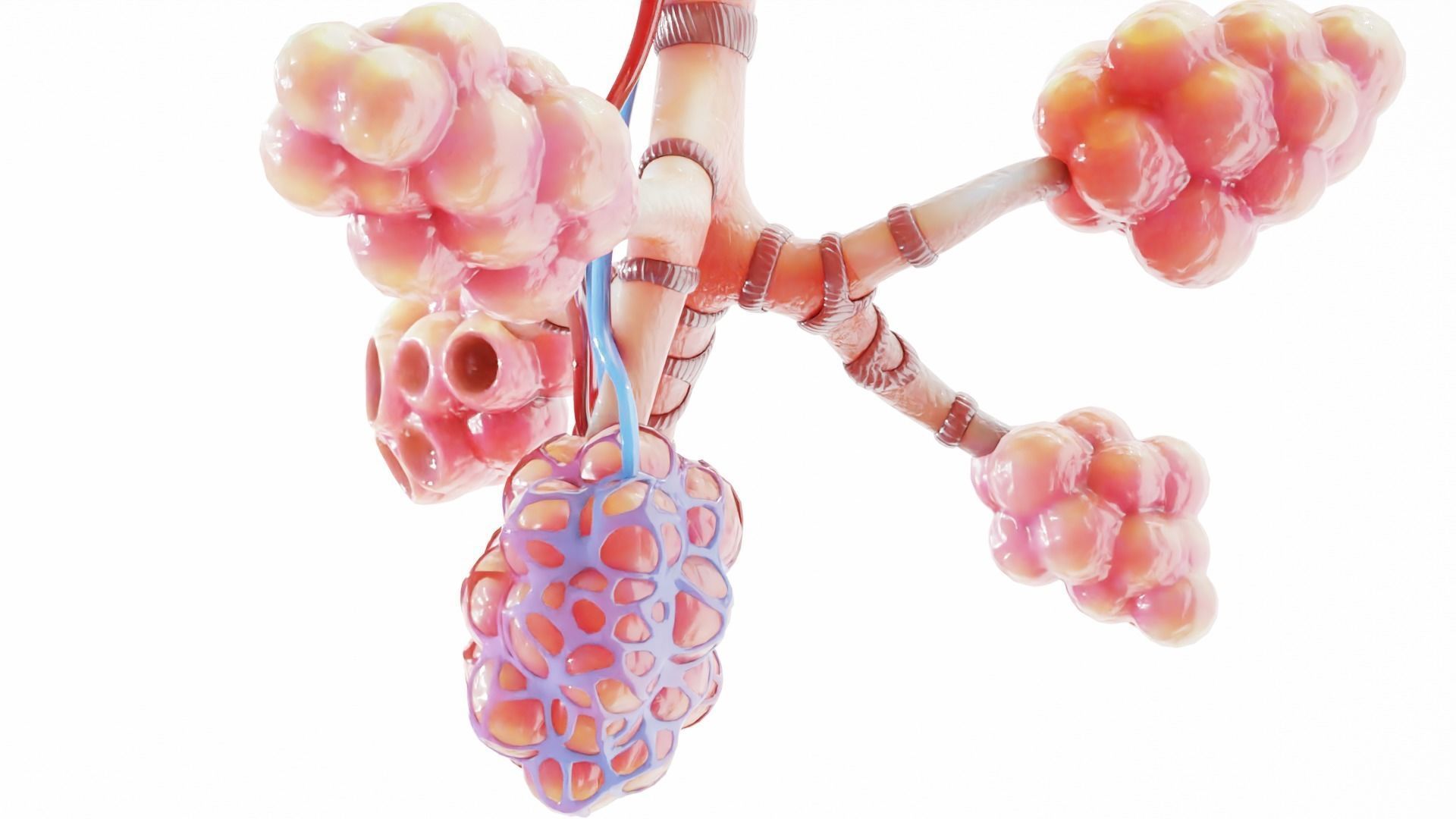 Realistic Human Bronchi Alveoli Anatomy 3D model_7
