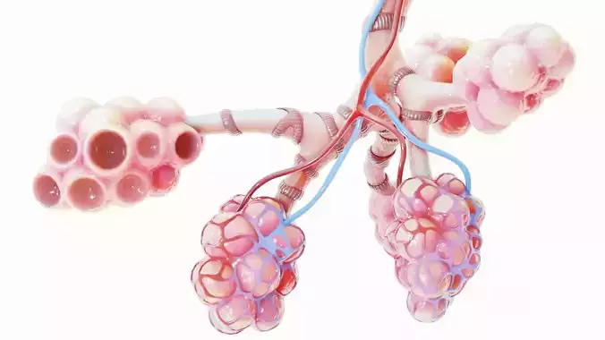Realistic Human Bronchi Alveoli Anatomy 3D model