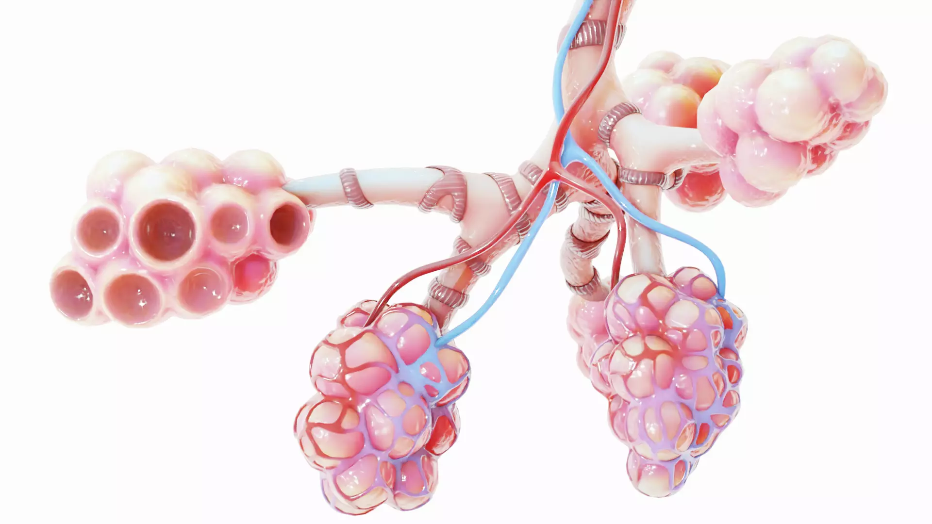 Realistic Human Bronchi Alveoli Anatomy 3D model_0