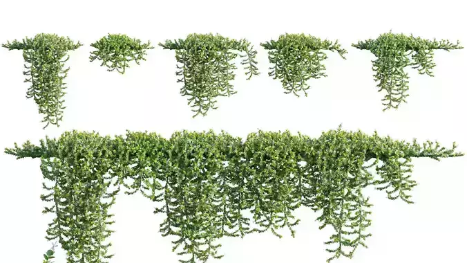 Carissa macrocarpa - Tuttle Dwarf Natal Plum - 02