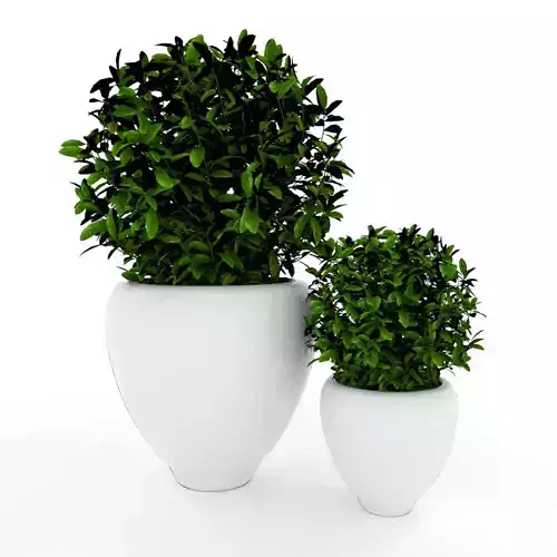 Plants modern 3d 3D model Free 3D model