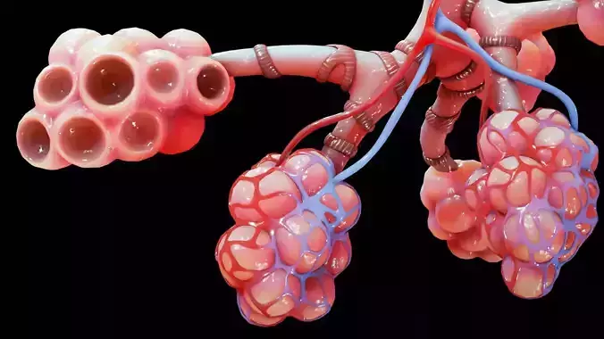 Realistic Human Bronchi Alveoli Anatomy 3D model