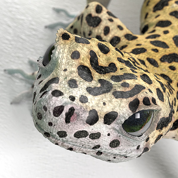 Leopard Gecko 3D model_5