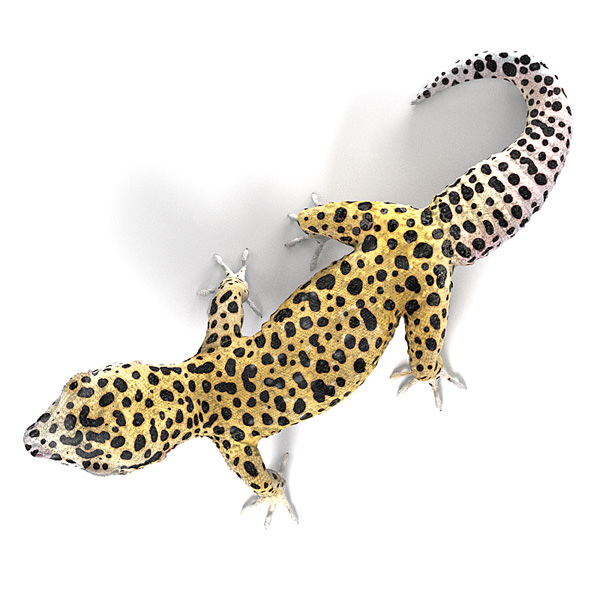 Leopard Gecko 3D model_2