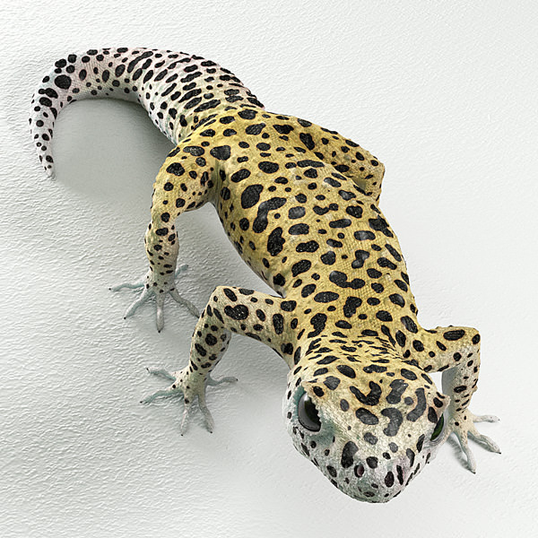Leopard Gecko 3D model_4