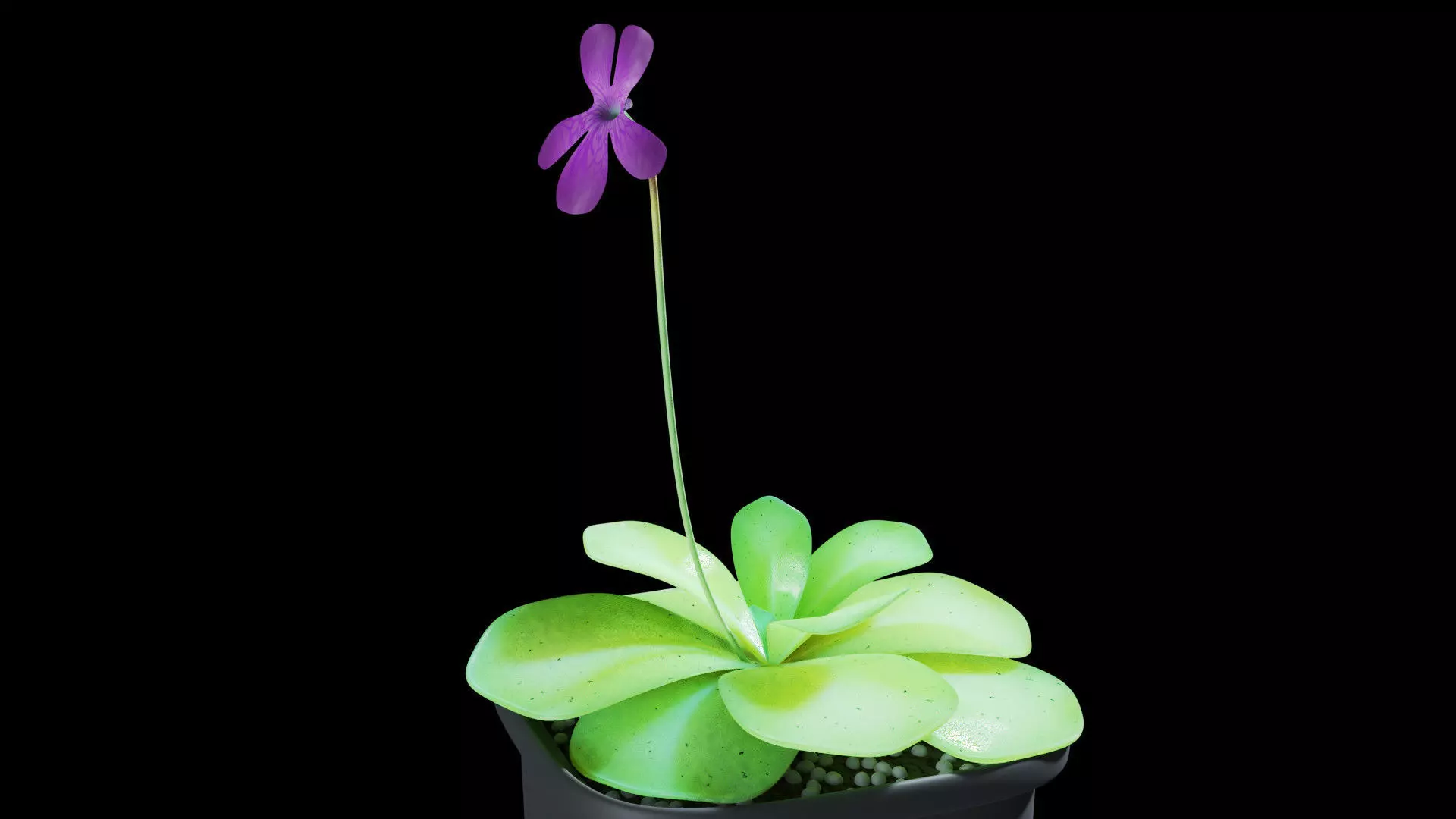 Butterwort succulent plant in pot 3D model