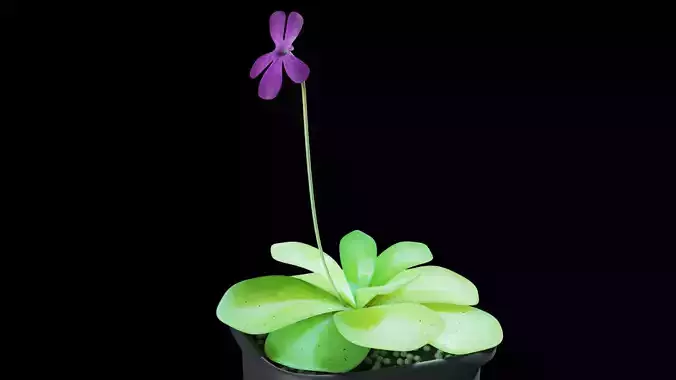 Butterwort succulent plant in pot