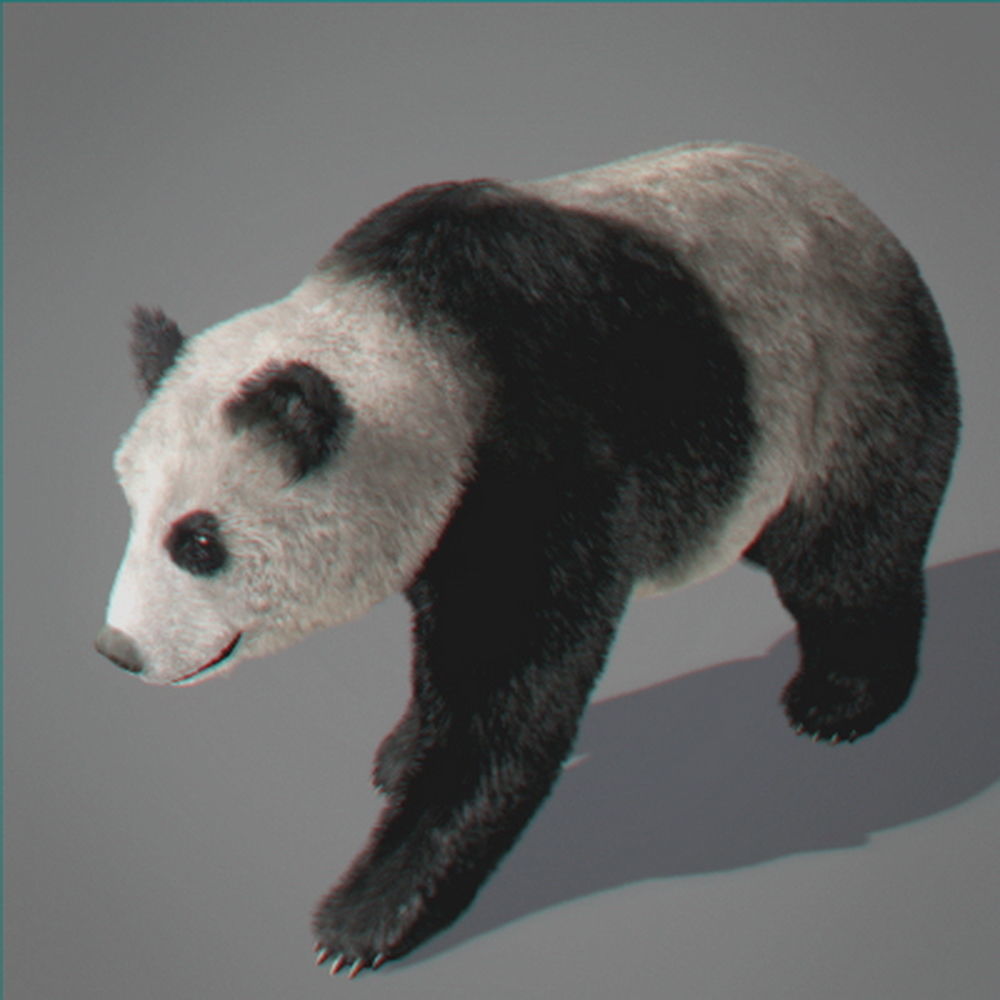 Panda Bear 3D model_7