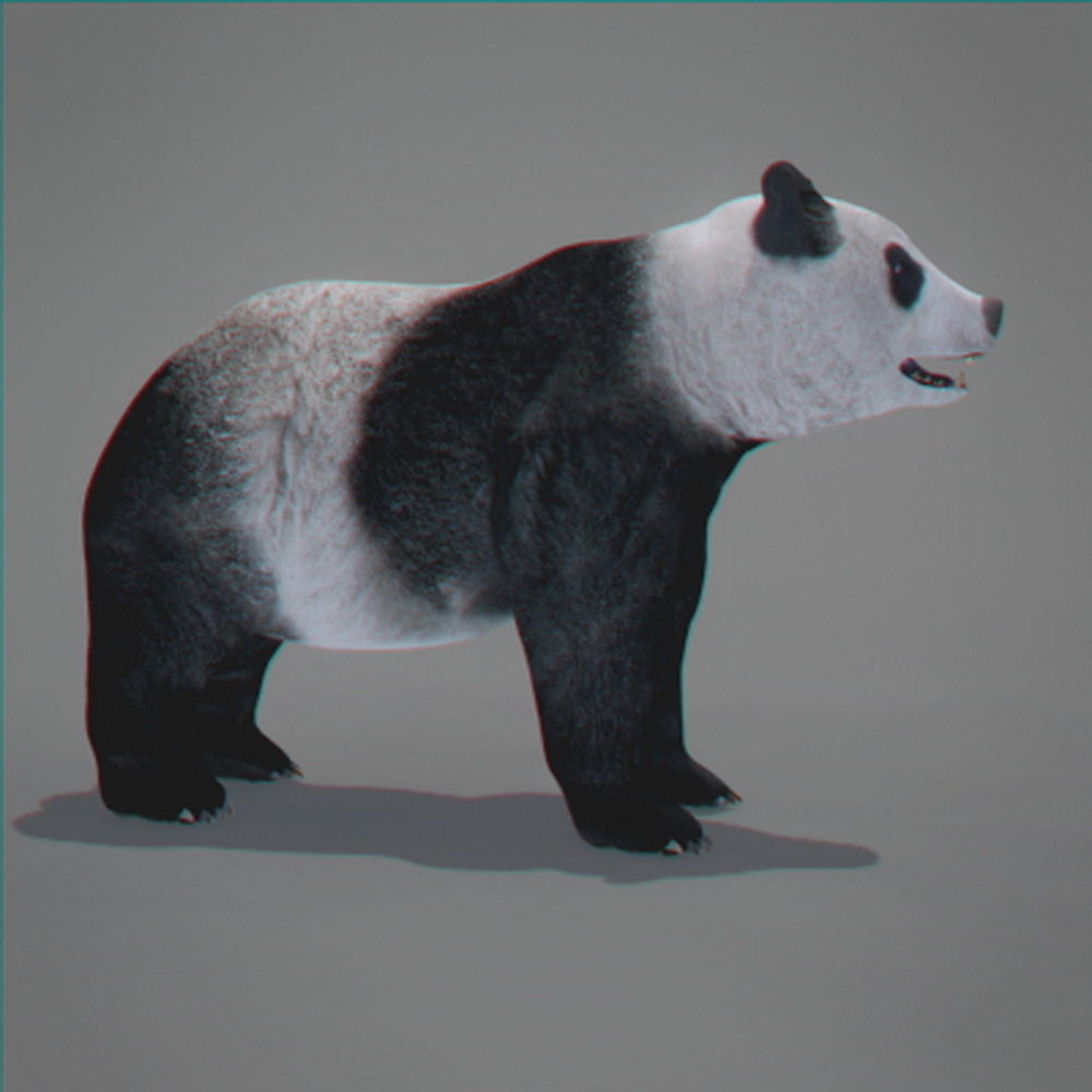 Panda Bear 3D model_4