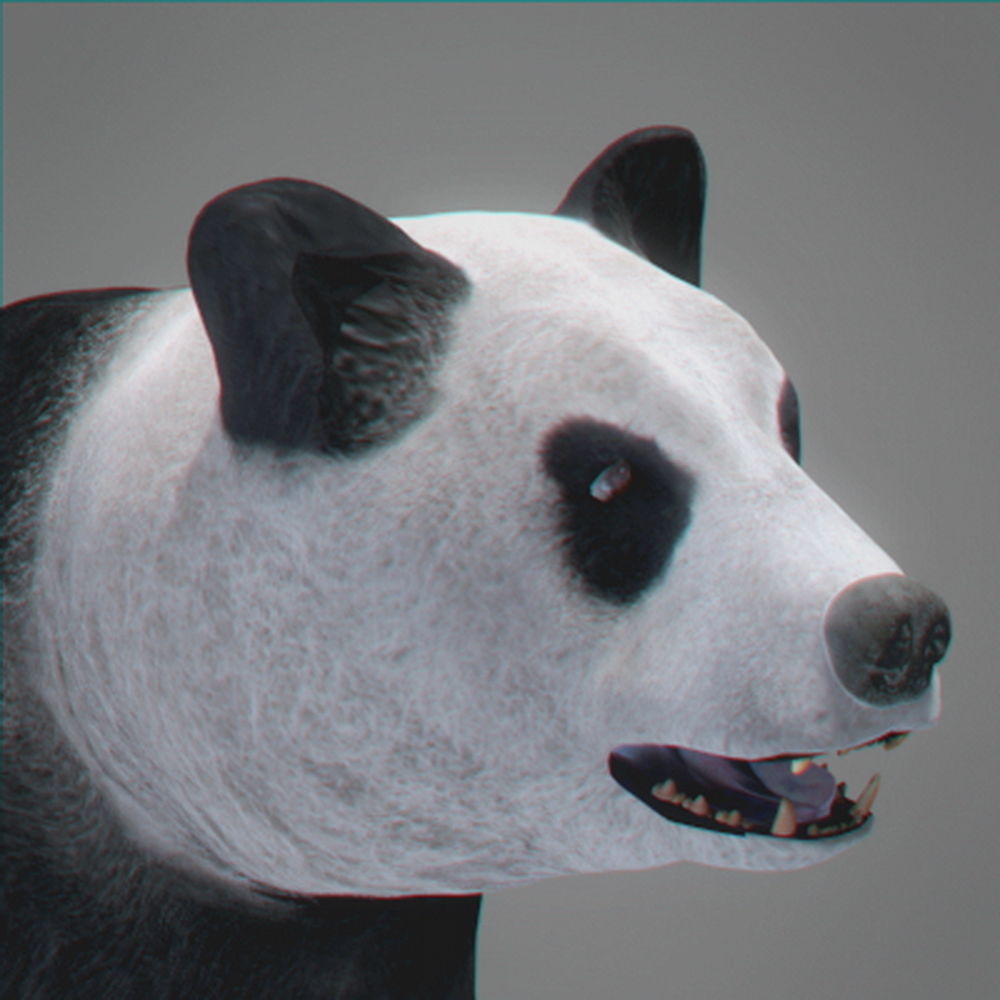 Panda Bear 3D model_2