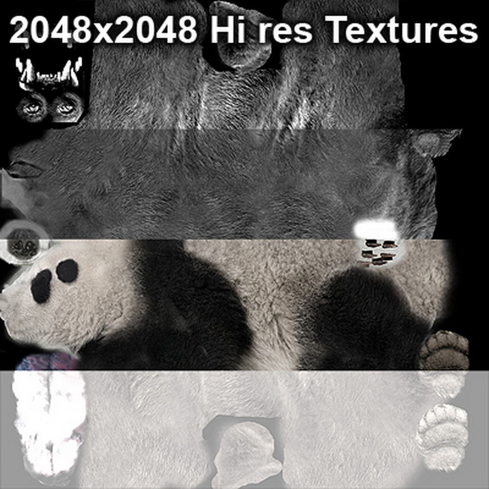 Panda Bear 3D model_11