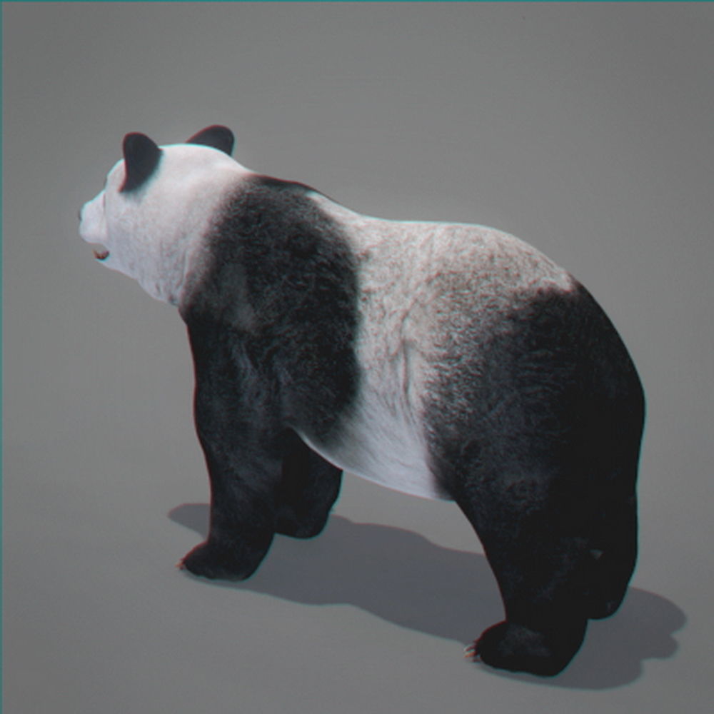 Panda Bear 3D model_5