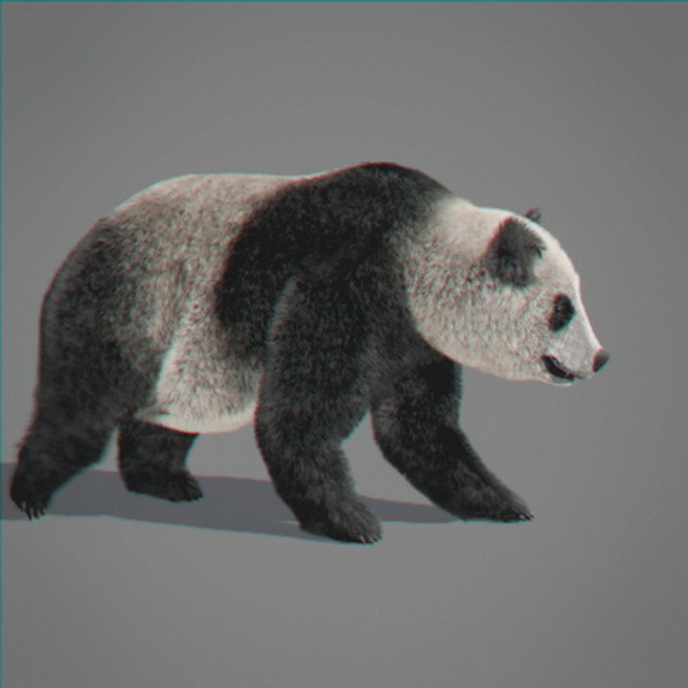 Panda Bear 3D model_8