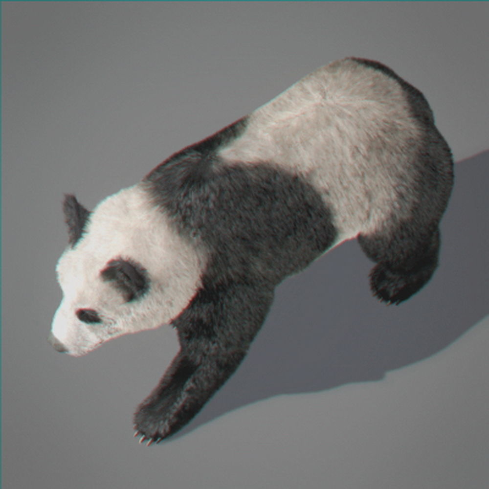 Panda Bear 3D model_10